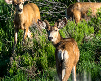 Deer Buddies